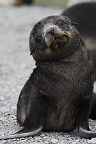 Antarctic Fur Seal (Arctocephalus gazella) pup, South Georgia Island