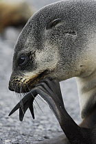 Antarctic Fur Seal (Arctocephalus gazella) scratching itself, South Georgia Island