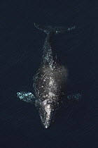 Gray Whale (Eschrichtius robustus) pregnant female surfacing and spouting, Channel Islands, California