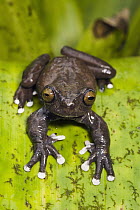 Tapichalaca Tree Frog (Hyloscirtus tapichalaca) newly discovered species, Tapichalaca Reserve, Ecuador