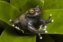 Tapichalaca Tree Frog (Hyloscirtus tapichalaca) newly discovered species in 2003, Tapichalaca Reserve, Ecuador