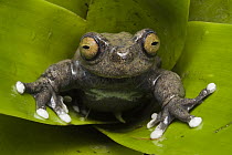 Tapichalaca Tree Frog (Hyloscirtus tapichalaca) newly discovered species in 2003, Tapichalaca Reserve, Ecuador