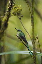 Long-tailed Sylph (Aglaiocercus kingi) hummingbird male in cloud forest, Tapichalaca Reserve, Ecuador