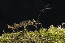 Walking Stick moss-mimic on mossy log, Tapichalaca Reserve, Ecuador