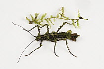 Walking Stick moss-mimic beside a piece of moss, Tapichalaca Reserve, Ecuador