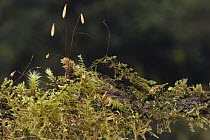 Walking Stick moss-mimic camouflaged on mossy log, Tapichalaca Reserve, Ecuador