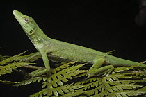 Anole Lizard (Anolis soini) on fern, Tapichalaca Reserve, Ecuador