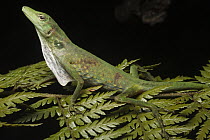 Anole Lizard (Anolis soini) with partially extended dewlap, Tapichalaca Reserve, Ecuador