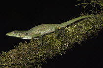 Anole Lizard (Anolis soini) on mossy branch, Tapichalaca Reserve, Ecuador