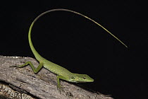 Anole Lizard (Anolis soini), Tapichalaca Reserve, Ecuador