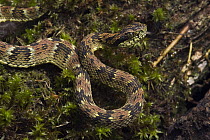 Andean Forest Pitviper (Bothriopsis pulchra) with extended tongue, Tapichalaca Reserve, Ecuador