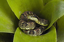 Andean Forest Pitviper (Bothriopsis pulchra) coiled in the center of a bromeliad, Tapichalaca Reserve, Ecuador