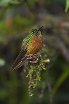 Chestnut-breasted Coronet (Boissonneaua matthewsii) hummingbird in cloud forest, Tapichalaca Reserve, Ecuador