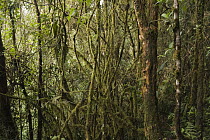 Tree trunk diversity in cloud forest interior, Ecuador