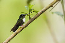 Collared Inca (Coeligena torquata) hummingbird, Zamora-Chinchipe, Ecuador