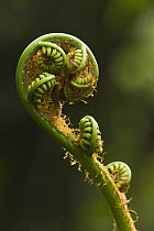 Fern frond fiddlehead unfurling in lower temperate forest, Ecuador