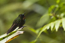 Flame-throated Sunangel (Heliangelus micraster) hummingbird, Tapichalaca Reserve, Ecuador