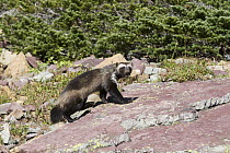 Wolverine (Gulo gulo), Glacier National Park, Montana