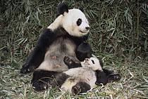 Giant Panda (Ailuropoda melanoleuca) with cub, China Conservation and Research Center for the Giant Panda, Wolong Nature Reserve, China