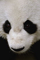 Giant Panda (Ailuropoda melanoleuca) portrait, China Conservation and Research Center for the Giant Panda, Wolong Nature Reserve, China