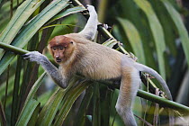 Proboscis Monkey (Nasalis larvatus) adolescent male, Tanjung Puting National Park, Indonesia