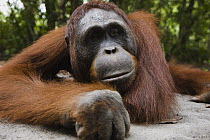 Orangutan (Pongo pygmaeus) male lying on ground, Tanjung Puting National Park, Indonesia
