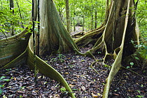 Buttress roots of giant trees in tropical rainforest, Tongkoko Reserve, Sulawesi, Indonesia