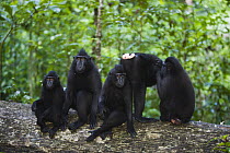 Celebes Black Macaque (Macaca nigra) mothers with babies, Sulawesi, Indonesia