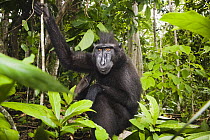 Celebes Black Macaque (Macaca nigra) male sitting in secondary forest, Sulawesi, Indonesia