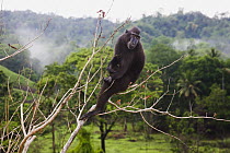 Celebes Black Macaque (Macaca nigra) sitting in dead tree in slash and burn area near village, Sulawesi, Indonesia