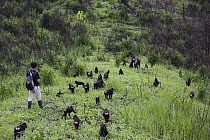 Celebes Black Macaque (Macaca nigra) group followed by scientist as they move across slash and burn area near village, Sulawesi, Indonesia