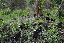 Celebes Black Macaque (Macaca nigra) group walking in slash and burn area near village, Sulawesi, Indonesia