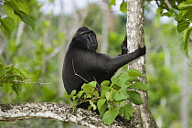 Celebes Black Macaque (Macaca nigra) dominant male sitting in tree of secondary forest, Sulawesi, Indonesia