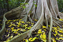 Buttress root of giant fig tree in tropical rainforest, Tongkoko Reserve, Sulawesi, Indonesia
