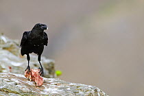 White-necked Raven (Corvus albicollis) scavenging a piece of bone, Giant's Castle Nature Reserve, South Africa