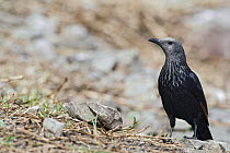 Red-winged Starling (Onychognathus morio) female on the ground, Giant's Castle Nature Reserve, South Africa
