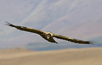 Bearded Vulture (Gypaetus barbatus) juvenile flying, Giant's Castle Nature Reserve, South Africa