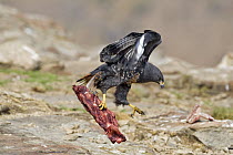 Augur Buzzard (Buteo rufofuscus) flying off with a big piece of bone, Giant's Castle Nature Reserve, South Africa