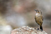 Familiar Chat (Cercomela familiaris) on a rock, Giant's Castle Nature Reserve, South Africa