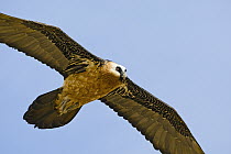 Bearded Vulture (Gypaetus barbatus) soaring, Giant's Castle Nature Reserve, South Africa