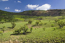Fresh green grass and trees on sloping hillside, Royal Natal National Park, South Africa