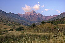 Early morning light on Sentinel Peak of the Amphitheatre in the background, Royal Natal National Park, South Africa
