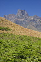 Mountain landscape with field of ferns, Royal Natal National Park, South Africa