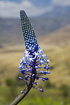 Borage (Boraginaceae) flowering against Drakensberg Mountains, Royal Natal National Park, South Africa