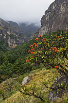 Natal Bottlebrush (Greyia sp) flowering, Royal Natal National Park, South Africa