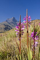 Bugle-lily (Watsonia sp) flowering with the eastern peak of the Amphitheatre in the background, Royal Natal National Park, South Africa