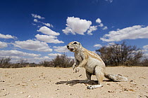 Cape Ground Squirrel (Xerus inauris), Kgalagadi Transfrontier Park, Botswana