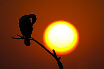 White-breasted Cormorant (Phalacrocorax lucidus) silhouetted by a setting sun, Botswana