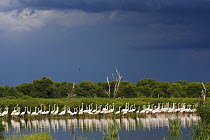 Greater Flamingo (Phoenicopterus ruber) flock in shallow water, Gaborone Game Reserve, Botswana