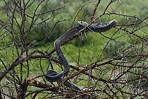 Snouted Cobra (Naja annulifera) in tree, Central Kalahari Game Reserve, Deception Valley, Botswana